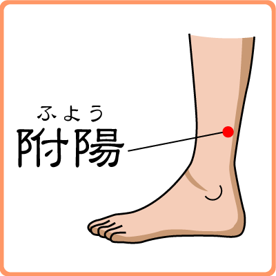 附陽(ふよう)